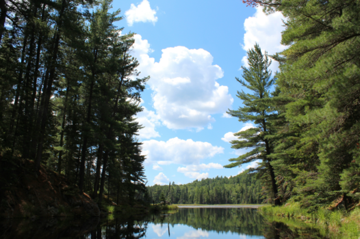 Algonquin provincial park - Canadian woods