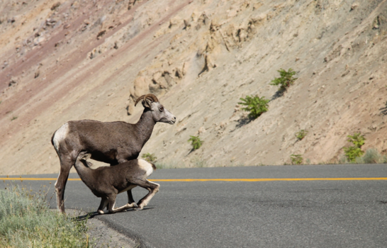 Jasper National Park - Bighorn Sheep