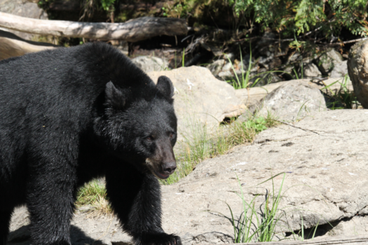 Canada - Zwarte beer Blue River Canada