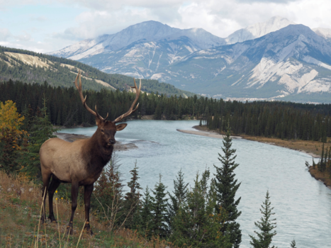 Jasper National Park - Jullie ook hier?