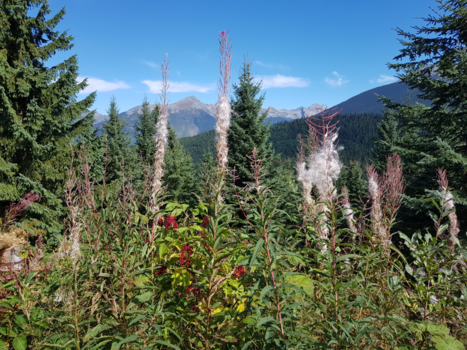 Canada - Stunning beauty on Canadian backroad