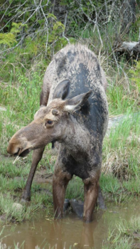 Canada - mooie jonge eland die dorst had