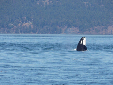 Canada - Killer shot of a killer whale