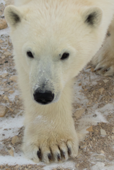 Churchill - Close encounter