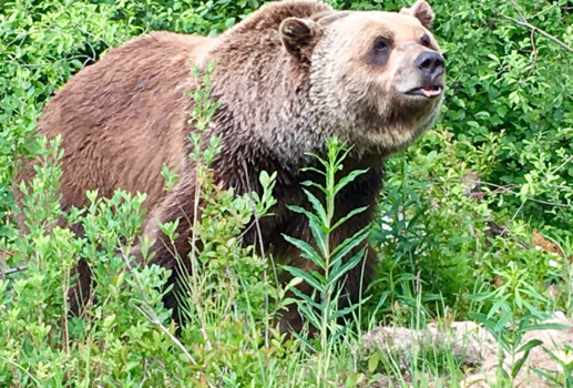 Canada - Boo the bear