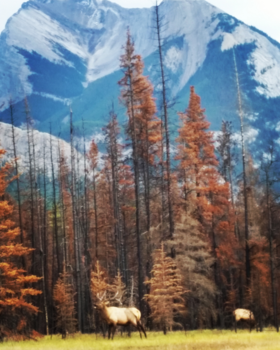 Canada - Elk in Jasper
