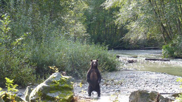 Vancouver Island - Curious Wild Bear