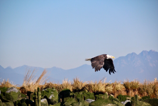 Vancouver - Nog net op tijd om deze zeearend vast te leggen.