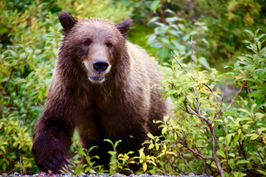 Canada - Grishly in Denali Park