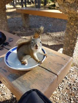 Canada - Naughty squirrel