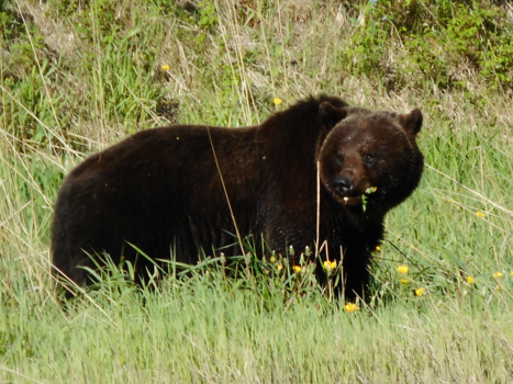 Canada - Great Bear along the road