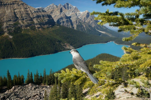 Lake Peyto - Witte merel bij Peyto Lake