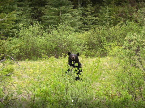 Canada - The perfect bear