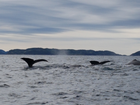 Newfoundland - a whales tale