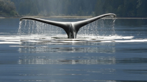 Vancouver Island - Zeemeermin!?