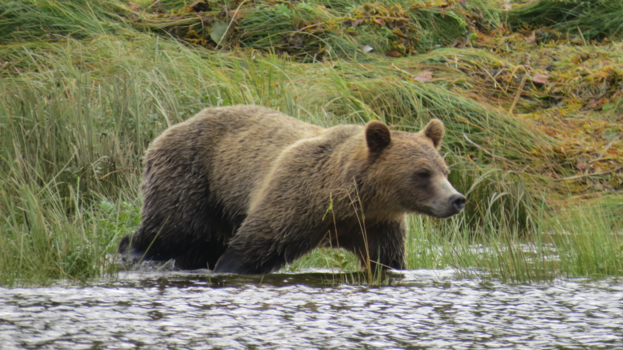 Canada - Grizzly in the wild