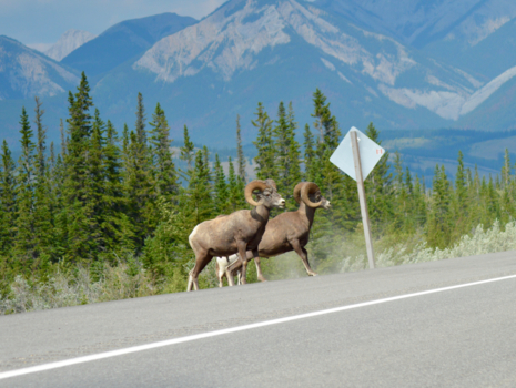 Jasper National Park - Wildlife onderweg in Jasper National Park