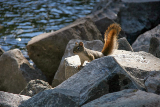 Canada - Eekhoorn in British Columbia (Canada)