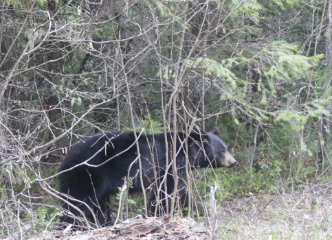 Wells Gray provincial park - Bear