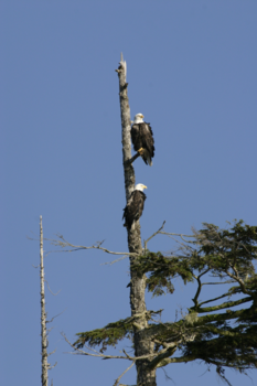 Canada - Bold Eagles at Telegraph Cove