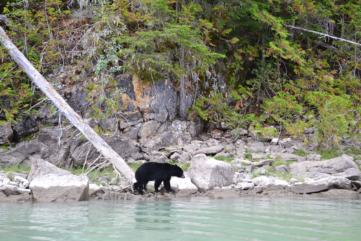 Canada - Blue river.