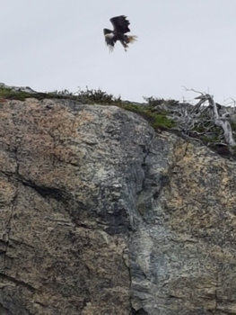 Nova Scotia - Zeearend