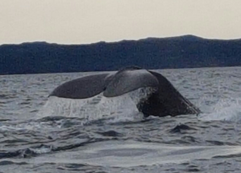 Nova Scotia - Ja die zijn er ook