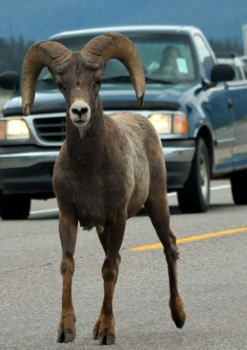 Canada - Passing through: Icefiels Parkway