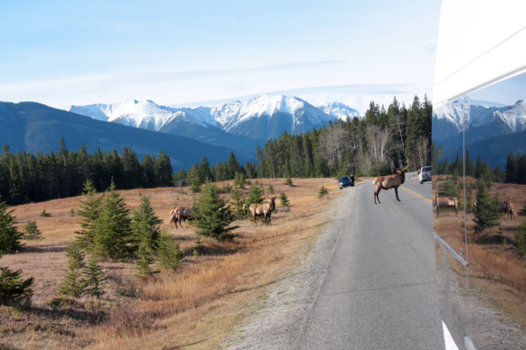 Jasper National Park - Wapiti crossing