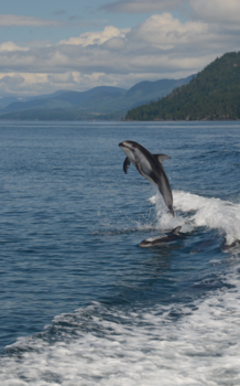 Canada - Dolfijnen show op Vancouver Island!