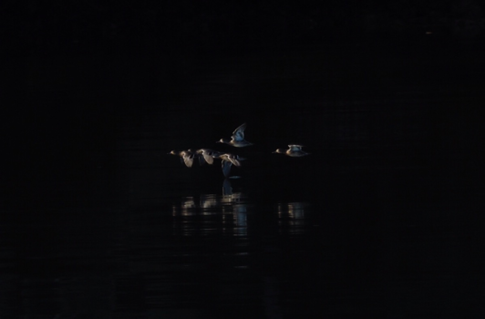 Canada - Roaming the oceans