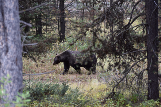 Canada - Grizzly beer langs een zijweg van de Icefields Parkway