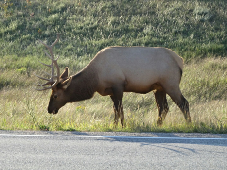 Canada - Gewoon langs de weg