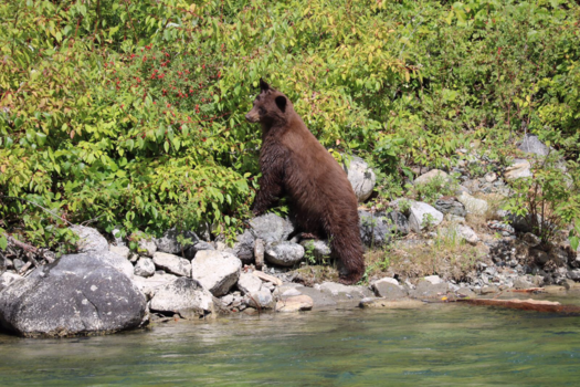 Canada - Beer in Lillooet