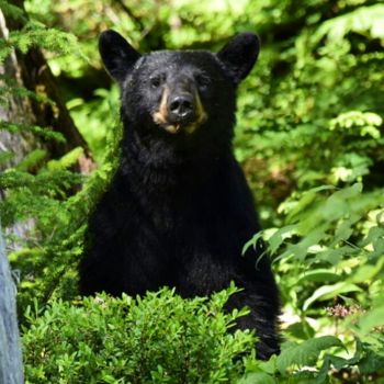 Canada - Hello I'm Bear who are you?
