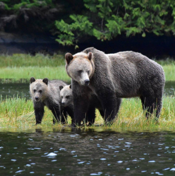 Canada - Grizzly’s Knight Inlet Lodge