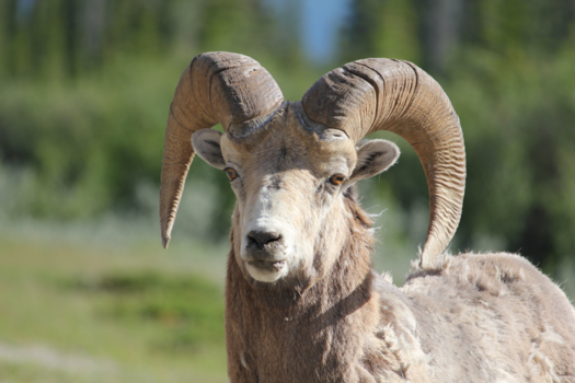 Jasper National Park - Bighorn sheep in Jasper NP