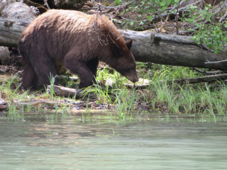 Canada - Een indrukwekkende ontmoeting met een beer