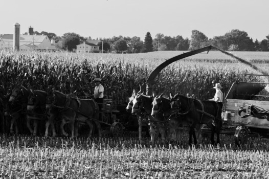 Verenigde Staten - Maisoogst bij de amish people