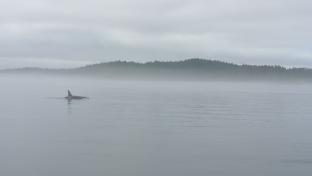 Vancouver Island - Orka in de mist