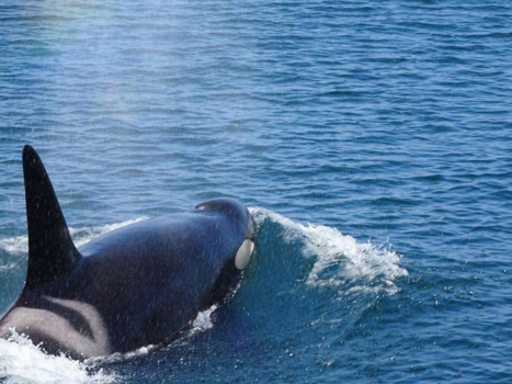 Victoria (Canada) - Orca Spock onder de boot