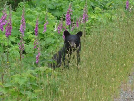 Vancouver Island - Babybeertje op een meter afstand. Zie je mama beer?