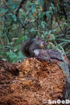 Canada - Op zoek naar de grizzly