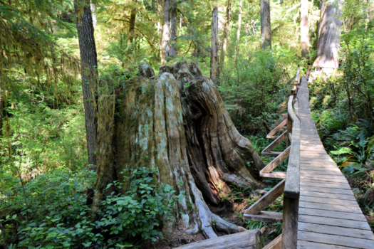 Canada - Rain forrest