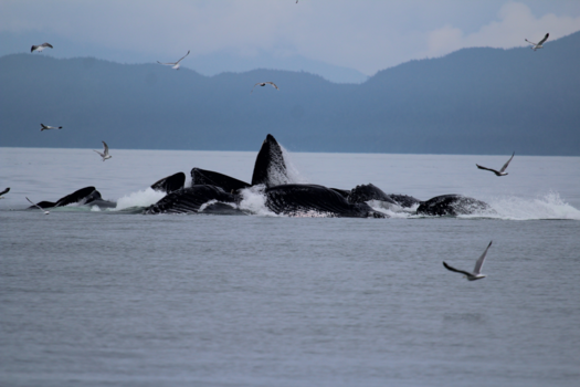 Verenigde Staten - Bubble net feeding, Juneau