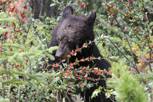 Verenigde Staten - Beer in Jasper