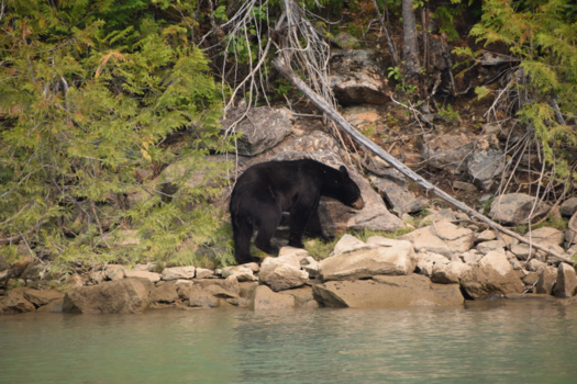 Canada - Black bear bij Blue River
