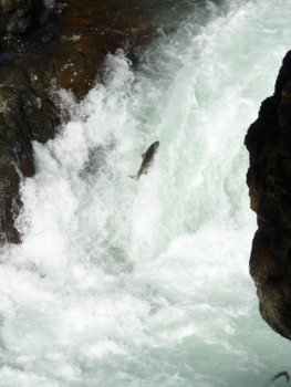 Canada - Tegen de stroom in: wat we vaak willen, maar niet durven. Inspirerend!