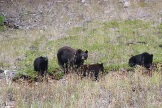 Canada - Family bears