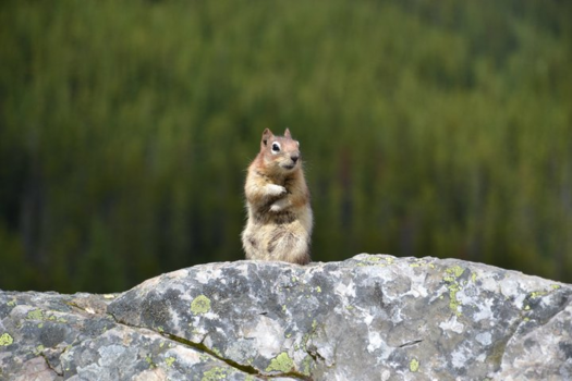 Banff National Park - Good morning, eh!